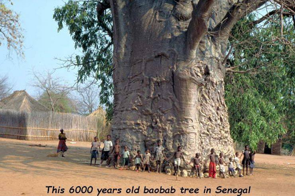 Under The BaoBobby Tree – Tacky Raccoons