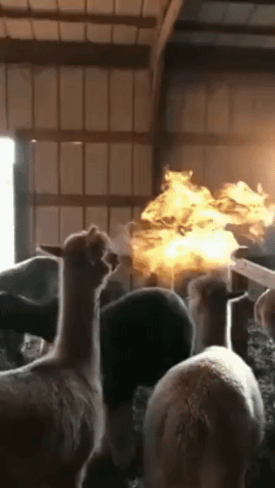 The .Gif Friday Post No. 714 – Drop N’ Drown, Fire Llamas & A Flaming ...