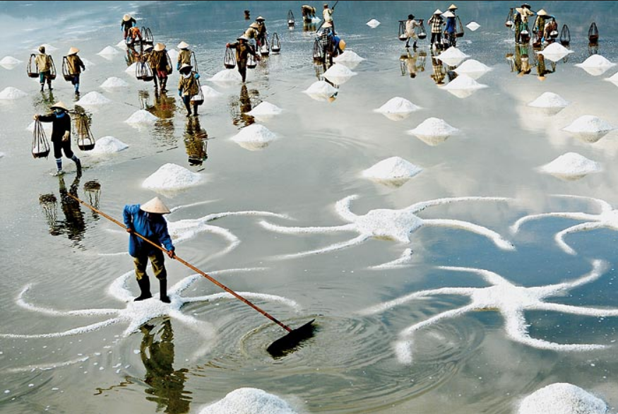 SE Asia Salt Marshes – Tacky Raccoons